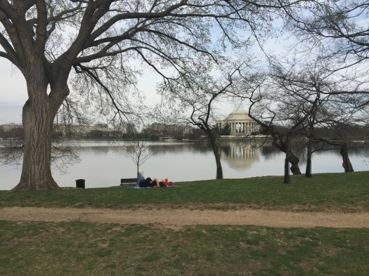 My favorite photo, looking across the tidal basin towards the Jefferson Memorial. 